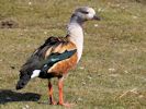 Orinoco Goose (WWT Slimbridge April 2013) - pic by Nigel Key